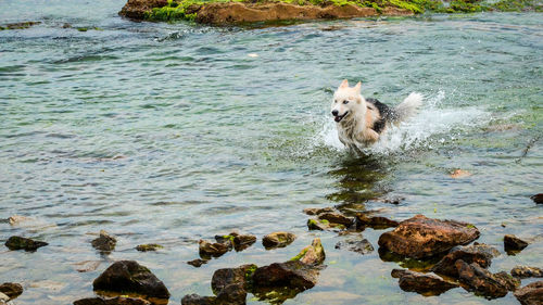 Dog on beach by lake