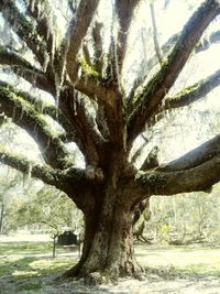 Tree in sunlight