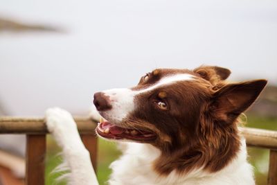 Close-up of a dog looking away