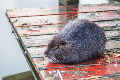 High angle view of an animal