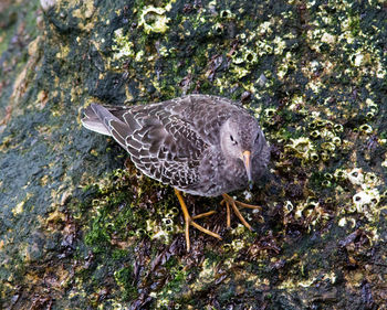 High angle view of bird perching on rock