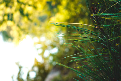 Close-up of fresh green grass in field