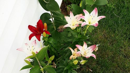 Close-up of red flowers