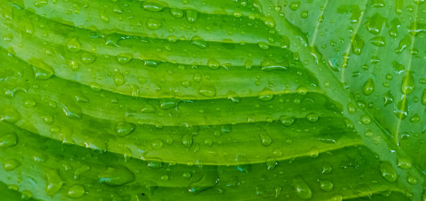 Full frame shot of wet leaves