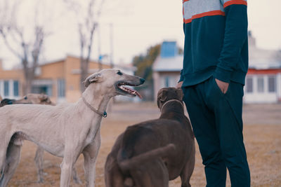 Low section of man and his greyhound dogs