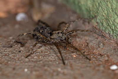 Close-up of spider