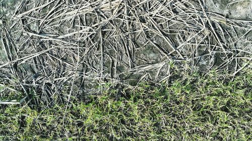 Full frame shot of grass on field