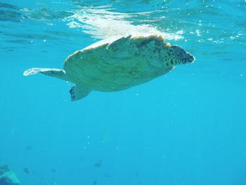 Fish swimming in sea