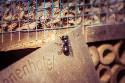 High angle view of insect on metal