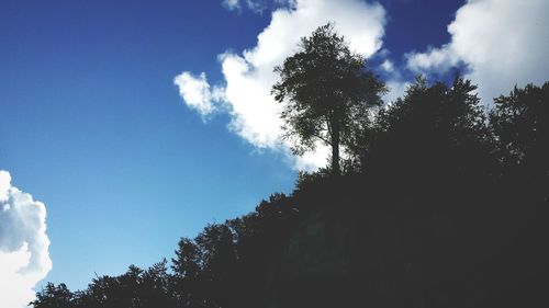 Low angle view of silhouette trees against sky