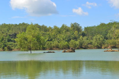 Scenic view of lake by trees against sky