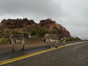 View of burros on road against overcast sky