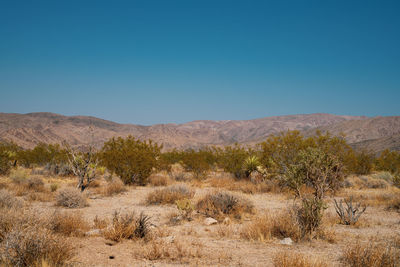 Scenic view of landscape against clear sky