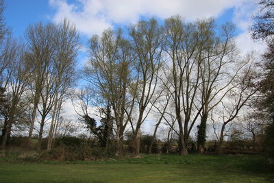 Bare trees on field against sky