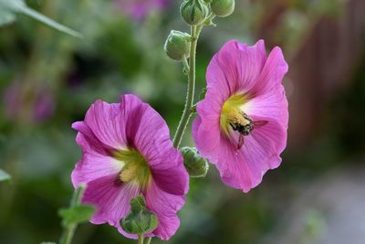 Close-up of insect on pink flower