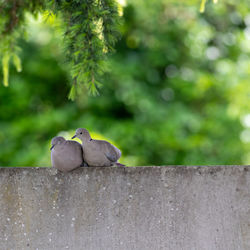Close-up of birds perching on retaining wall