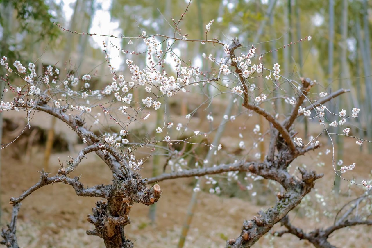 plant, focus on foreground, fragility, growth, beauty in nature, close-up, tree, nature, day, no people, vulnerability, branch, winter, cold temperature, outdoors, snow, frozen, tranquility, wet