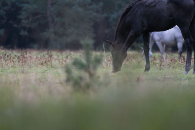 Horse grazing on field