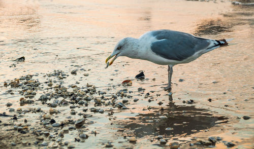 Seagull on beach