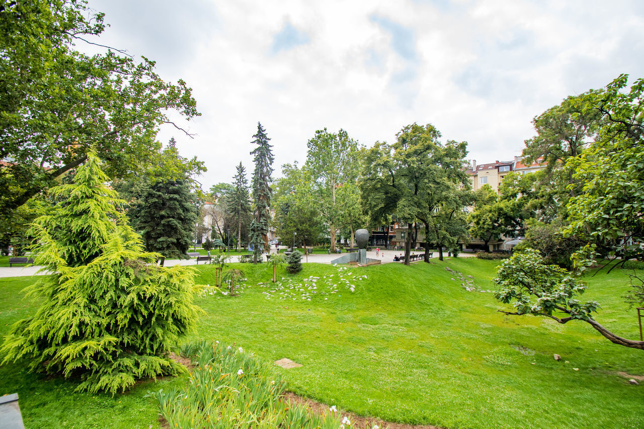 VIEW OF TREES AND PLANTS IN PARK