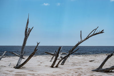 Driftwood on beach against sky