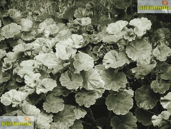 Flowers and leaves