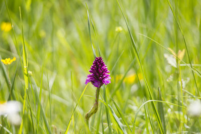 Close-up of purple flowering plant on field