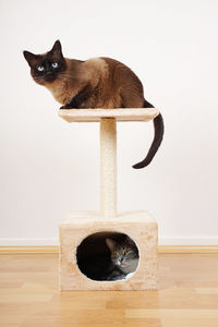 Two cats on scratching post against white background