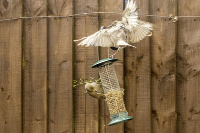 Directly above shot of bird flying