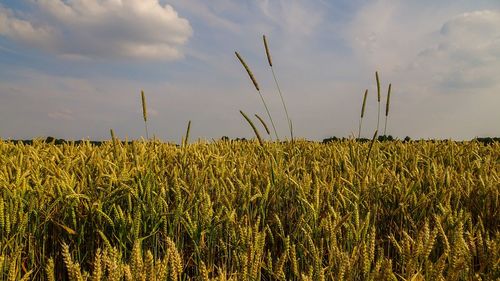 Close-up of wheat field against sky