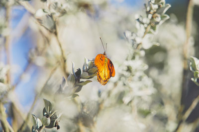 Close-up of butterfly pollinating on flower