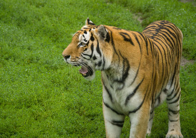 Tiger in a zoo