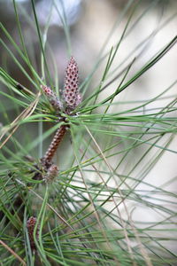 Close-up of pine cone on plant