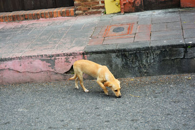 A puppy sniffs the road in the early morning in the city