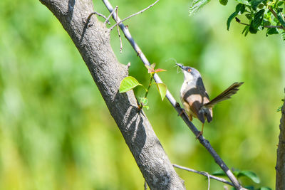 Close-up of a bird perching on branch