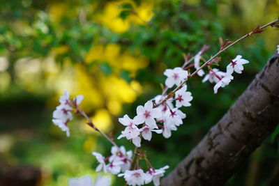 Close-up of cherry blossoms