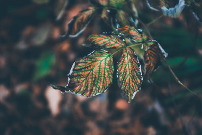 Close-up of autumnal leaves