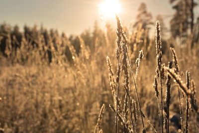 Close-up of stalks in field against bright sun