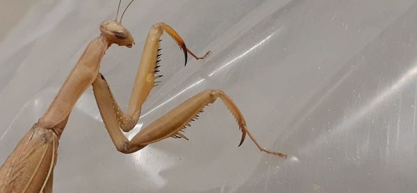 High angle view of insect on wall