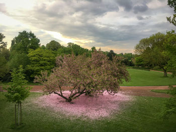 Trees on field against sky