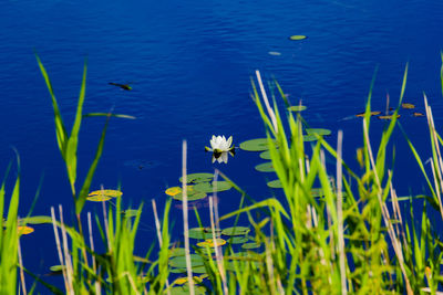 Close-up of flowering plants in lake