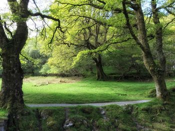 Trees in forest