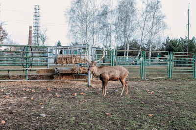 Horse standing on field against sky