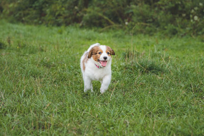 Full length of puppy on field