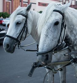 Close-up of horse cart