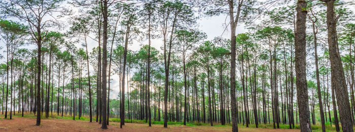 Trees in forest