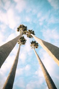 Low angle view of palm tree against sky