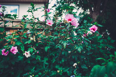 Close-up of pink flowering plants