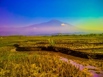 Scenic view of agricultural field against sky