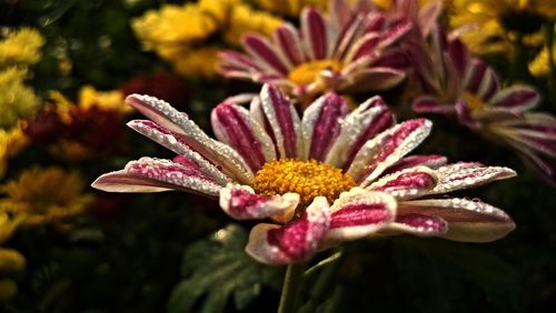 Close-up of pink flowers blooming outdoors